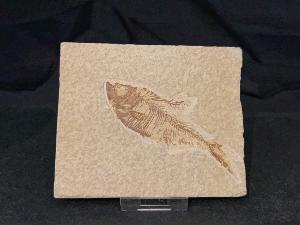Diplomystus Fossil Fish, from Green River Formation, Wyoming, U.S.A. (REF:DIPF3)