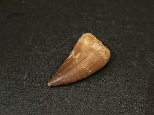 Mosasaurus Tooth, from Morocco (REF:MOST5)