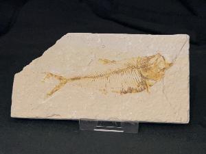 Diplomystus Fossil Fish, from Green River Formation, Wyoming, U.S.A. (REF:DIPF9)