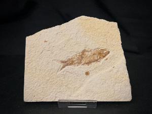 Knightia Fossil Fish, from Green River Formation, Wyoming, U.S.A. (REF:KFF002)