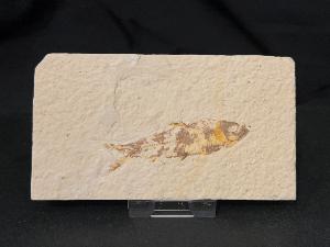 Knightia Fossil Fish, from Green River Formation, Wyoming, U.S.A. (REF:KFF010)