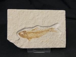Knightia Fossil Fish, from Green River Formation, Wyoming, U.S.A. (REF:KFF005)