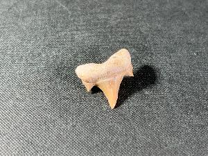 Otodus obliques Lamna Shark Tooth, from Morocco (REF:LAMST8)