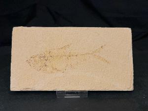 Diplomystus Fossil Fish, from Green River Formation, Wyoming, U.S.A. (REF:DIPF5)