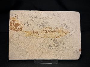 Knightia Fossil Fish, from Green River Formation, Wyoming, U.S.A. (REF:KFF001)