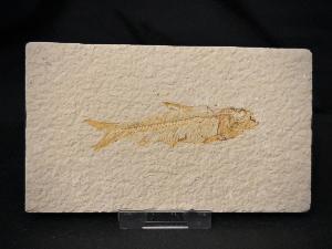 Knightia Fossil Fish, from Green River Formation, Wyoming, U.S.A. (REF:KFF003)