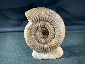 Stephanoceras Ammonite, from Sherborne Dorset, England, UK (REF:STEPAM2)