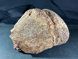 Hadrosaur Dinosaur Bone (Femur Head Fragment), from Judith River Formation, Montana, U.S.A. (REF:HDB4)