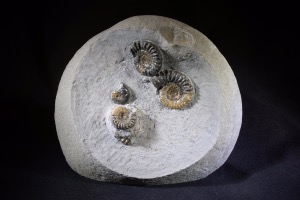 Promicroceras Ammonite Group, from Monmouth Beach, England, UK (No.35)