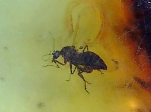 Amber - Baltic -  3 InsectS (Specimen no. AMB241)