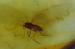 Amber - Baltic 1 Insect (Specimen no. AMB2410)