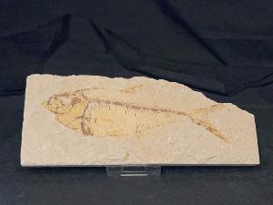 Diplomystus Fossil Fish, from Green River Formation, Wyoming, U.S.A. (REF:DIPF2)