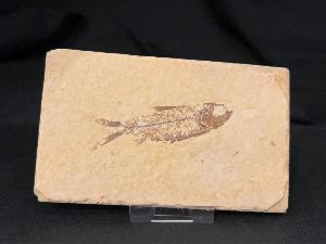 Knightia Fossil Fish, from Green River Formation, Wyoming, U.S.A. (REF:KFF009)