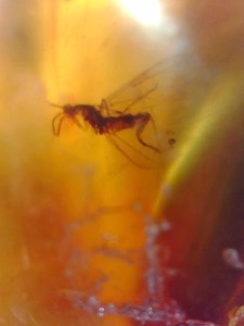 Amber - Baltic 1 Insect (Specimen no. AMB2412)