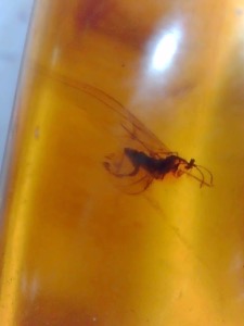 Amber - Baltic 1 Insect (Specimen no. AMB2412)