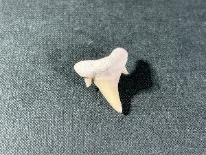 Otodus obliques Lamna Shark Tooth, from Morocco (REF:LAMST6)