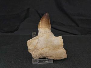 Mosasaurus Partial Jaw, from Morocco (REF:MPJ2)