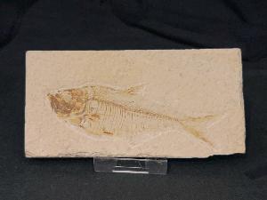Diplomystus Fossil Fish, from Green River Formation, Wyoming, U.S.A. (REF:DIPF8)
