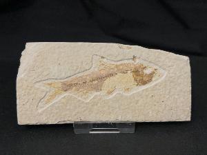 Knightia Fossil Fish, from Green River Formation, Wyoming, U.S.A. (REF:KFF004)
