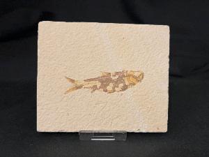 Knightia Fossil Fish, from Green River Formation, Wyoming, U.S.A. (REF:KFF007)