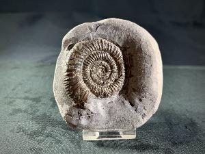 Dactylloceras Ammonite, from Whitby, Yorkshire, U.K. (REF:DAC1)