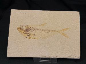 Diplomystus Fossil Fish, from Green River Formation, Wyoming, U.S.A. (REF:DIPF12)