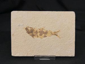 Knightia Fossil Fish, from Green River Formation, Wyoming, U.S.A. (REF:KFF006)